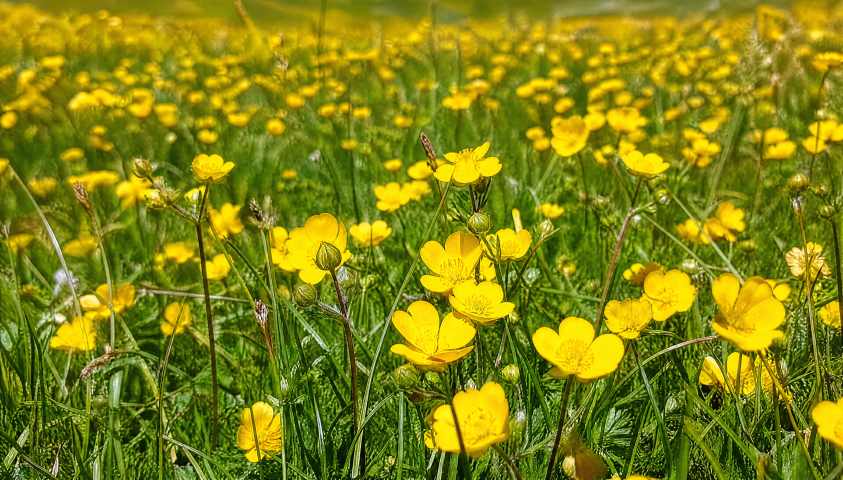 草原野花 黄色小花铺满草地 近景特写 4K 壁纸 - 唯爱图库