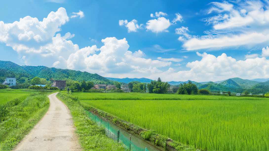 夏日稻田 嫩绿稻苗 蓝天白云 乡间小路 清新田园 4K壁纸 - 唯爱图库