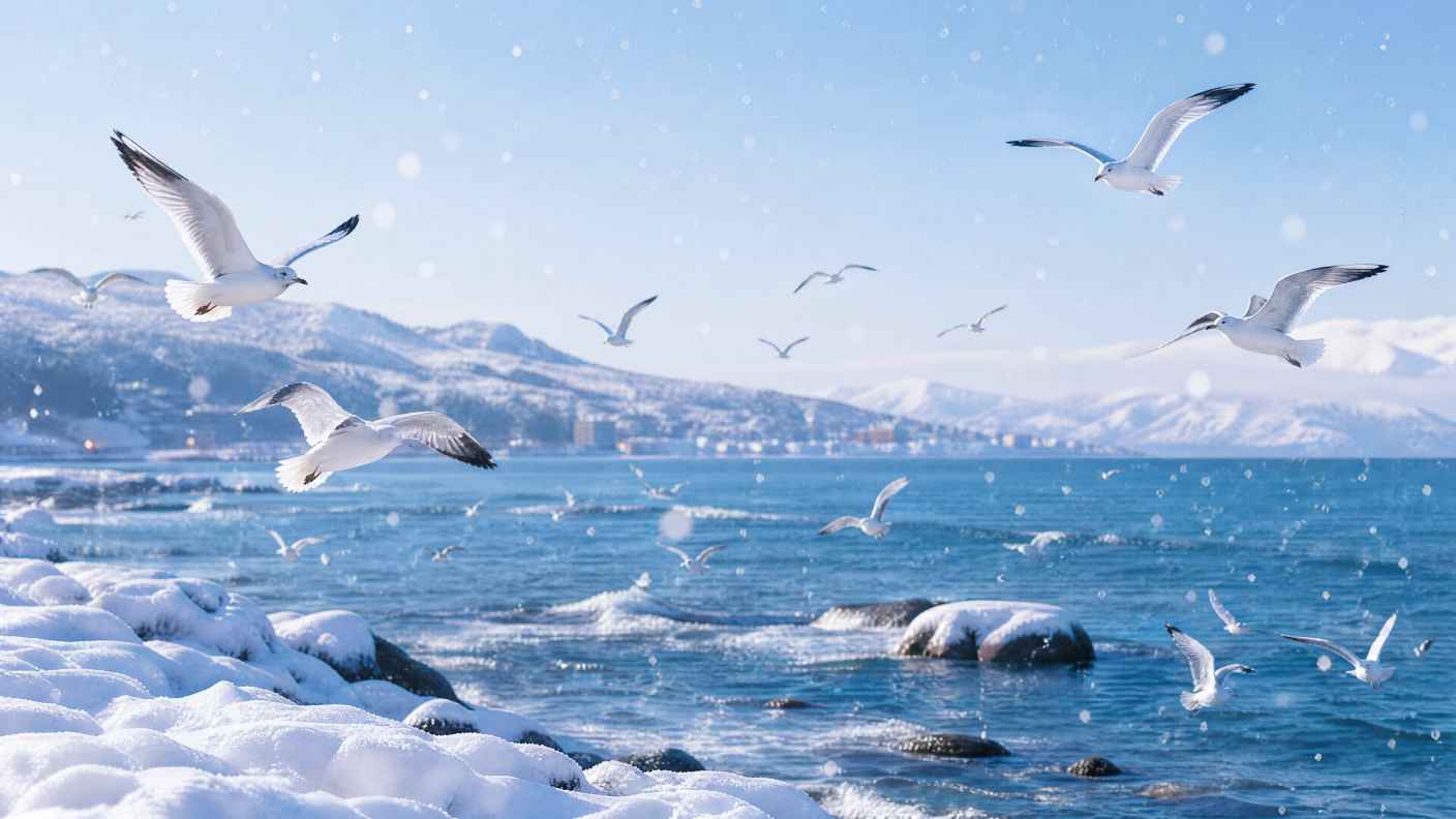 雪与海鸥 海边积雪 海鸥飞翔 冬日海岸 4K壁纸 - 唯爱图库