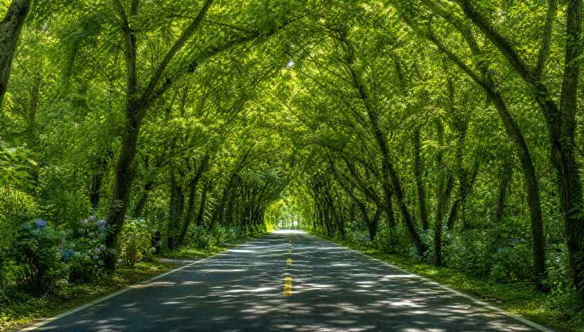 夏日绿荫隧道 树叶拱廊 阳光点点 清凉感 清新道路 4K壁纸 - 唯爱图库