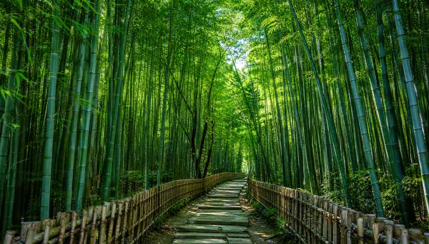 夏日竹林 翠竹成荫 斑驳光影 清凉空气 清新宁静 4K壁纸 - 唯爱图库