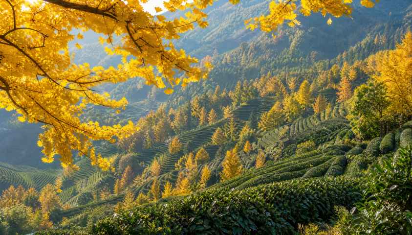银杏与茶园 茶树青绿 银杏金黄 层次丰富 4K壁纸 - 唯爱图库