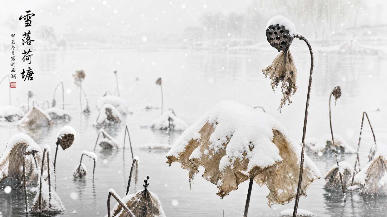 雪落荷塘 残荷积雪 水墨意境 清雅冬日 4K壁纸 - 唯爱图库