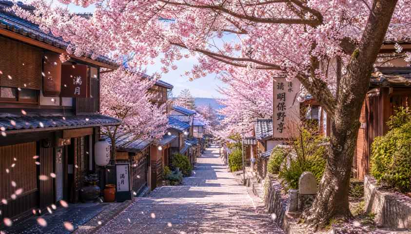 春日樱花街道 粉白花瓣飘落 日式街巷 清新治愈 4K壁纸 - 唯爱图库