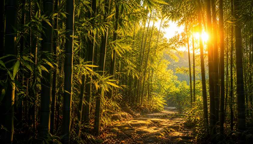竹林夕阳 竹叶透光 地面斑驳 幽静温柔 唯美森林 4K 壁纸 - 唯爱图库