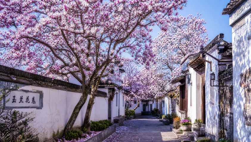 玉兰花巷 高大玉兰 白紫花盛 街巷春景 4K壁纸 - 唯爱图库