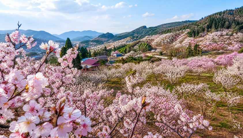 樱桃花海 山野果园 粉白花盛 春日农园 4K壁纸 - 唯爱图库