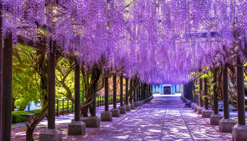紫藤花廊 紫色花瀑 长廊光影 浪漫春日 4K壁纸 - 唯爱图库