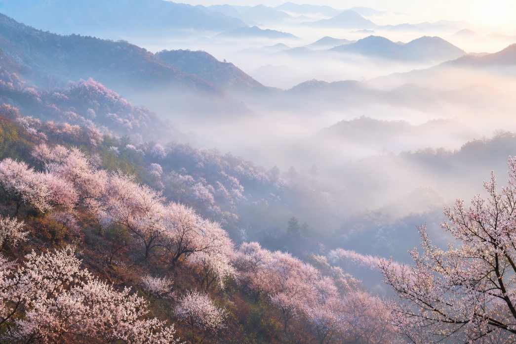 杏花林 粉白花树 山间晨雾 朦胧春日 4K壁纸 - 唯爱图库