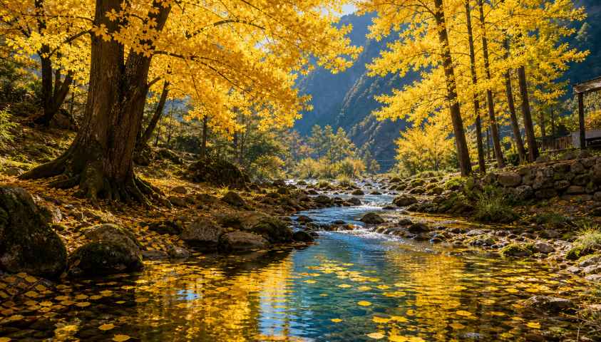 银杏与山涧小溪 小溪旁银杏 黄叶落水 清幽秋景 4K壁纸 - 唯爱图库