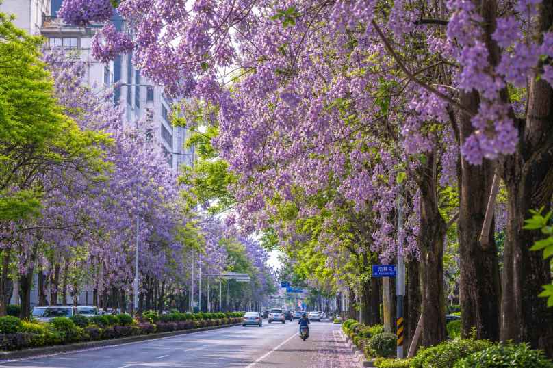 泡桐花道 紫色花串 高大树木 街道春景 4K壁纸 - 唯爱图库