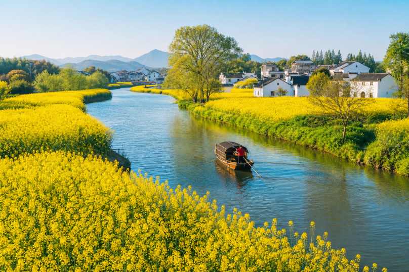 油菜花田河流 小河穿田 两岸金黄 水乡春景 4K壁纸 - 唯爱图库