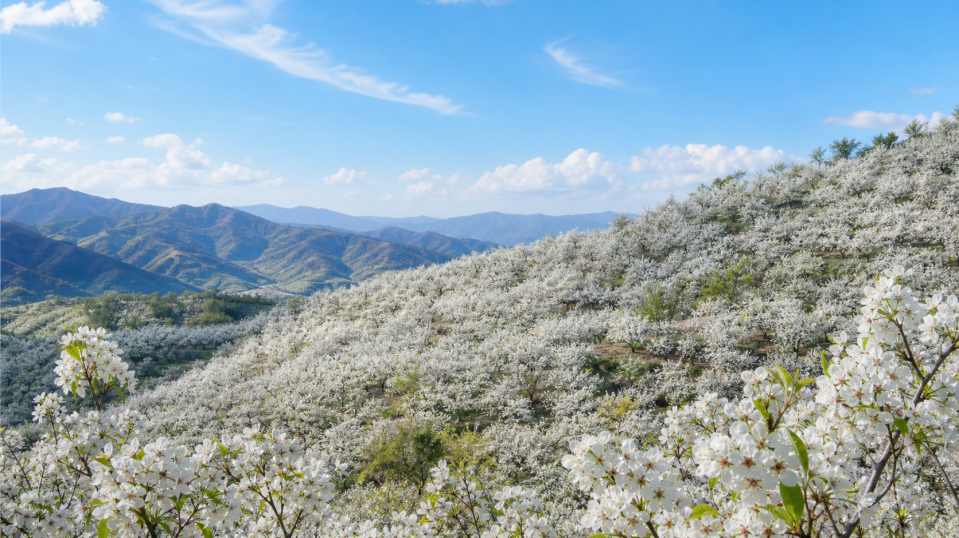 梨花香雪 千树梨花 山间晴日 纯净春日 4K壁纸 - 唯爱图库
