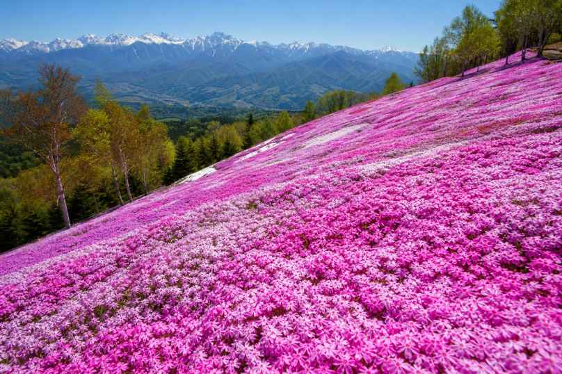 芝樱花海山坡 整面山坡 花毯覆盖 震撼唯美 4K壁纸 - 唯爱图库