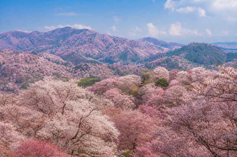 樱花花海 漫山遍野 粉白交织 春日盛景 4K壁纸 - 唯爱图库