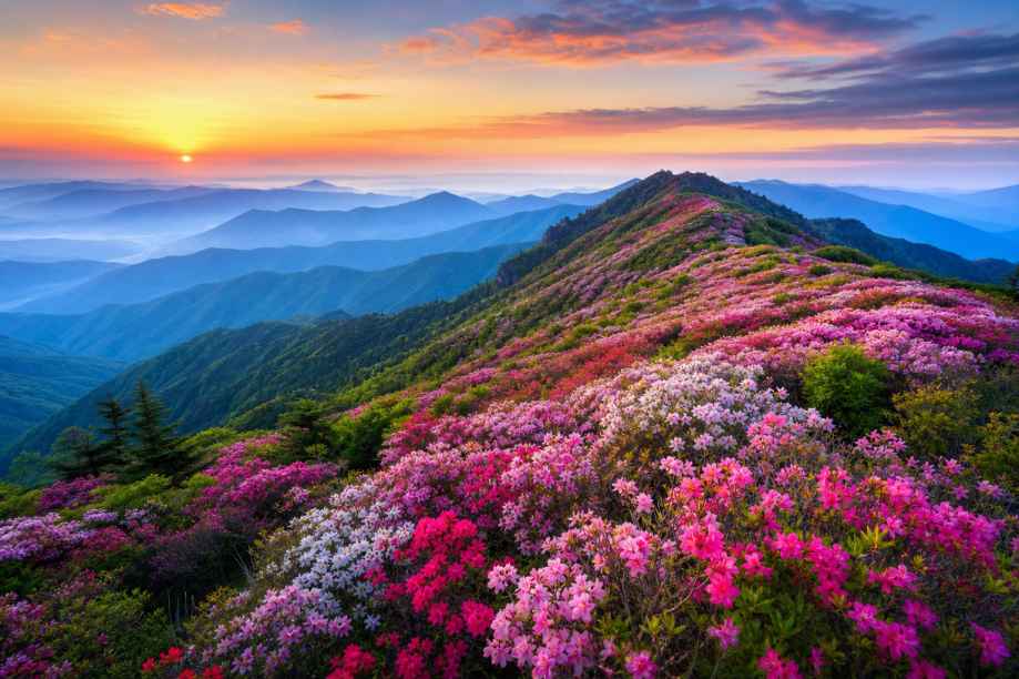 杜鹃花海山脊 山脊花带 远山连绵 壮阔春景 4K壁纸 - 唯爱图库