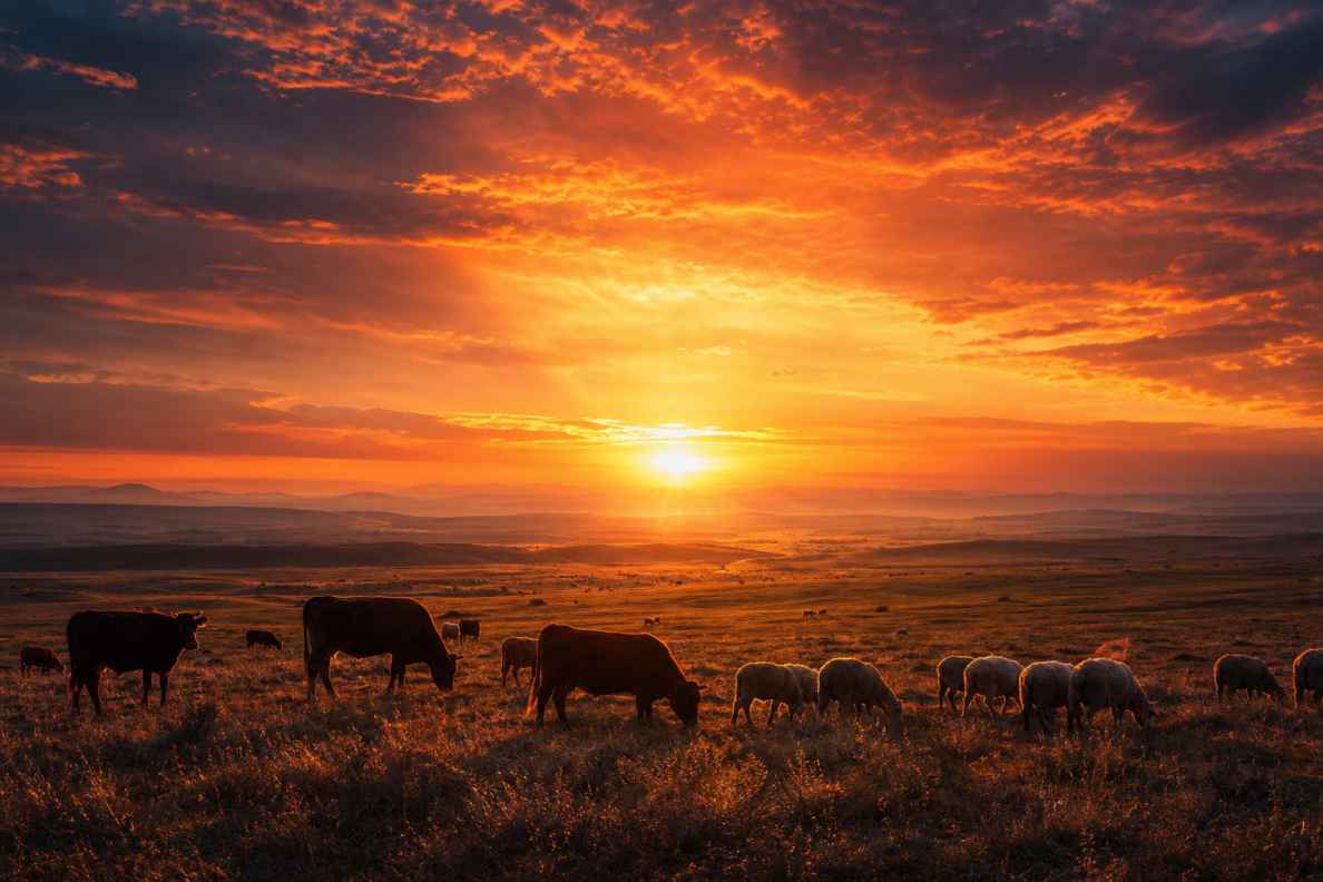 草原夕阳 地平线燃烧 牛羊剪影 辽阔温柔 唯美自然 4K 壁纸 - 唯爱图库