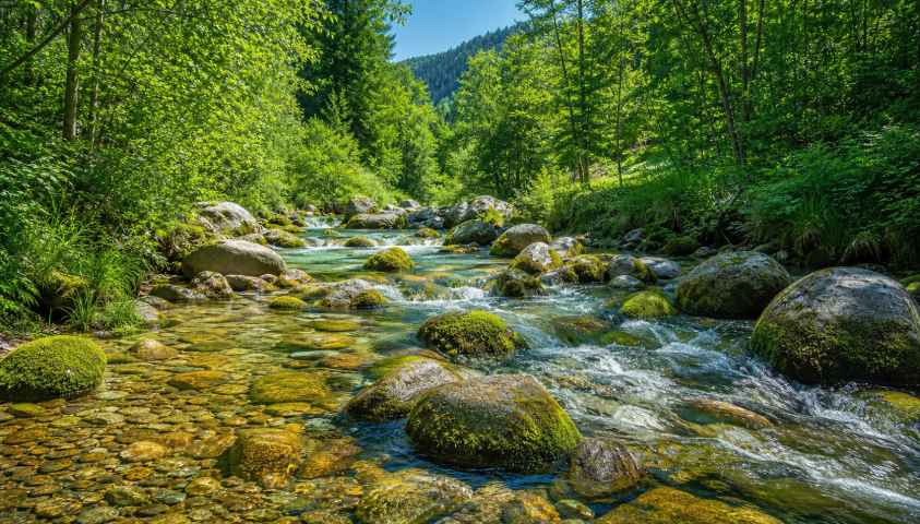夏日溪水 石头苔藓 清澈流水 冰凉感 清新风景 4K壁纸 - 唯爱图库