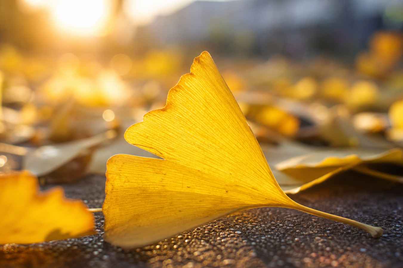 秋日银杏落叶 微距特写 叶片纹理 阳光通透 4K壁纸 - 唯爱图库