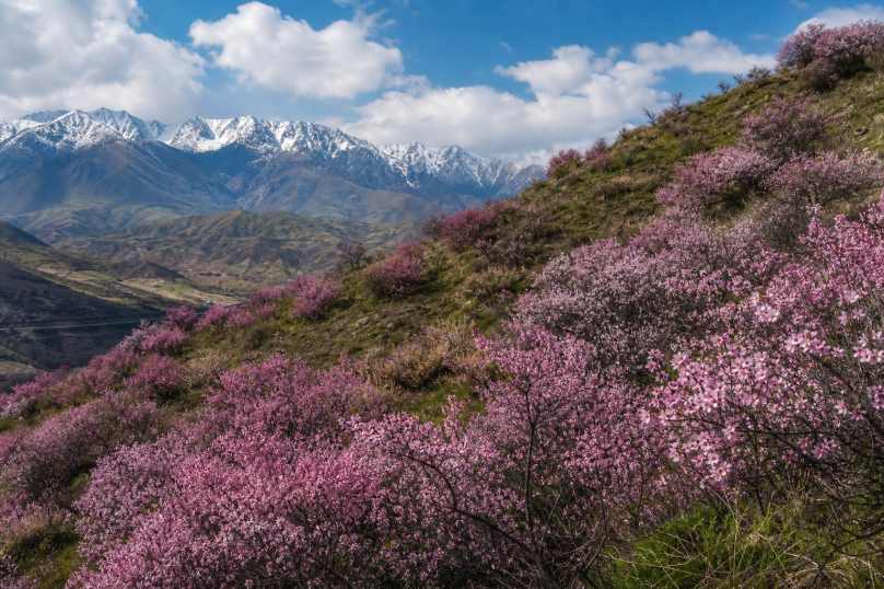 春日山杏花 野山坡上 粉花成片 野趣盎然 4K壁纸 - 唯爱图库