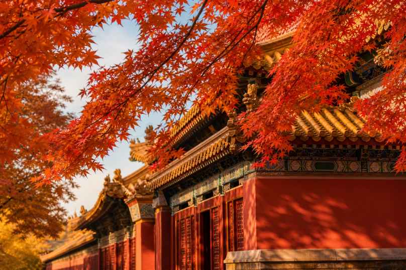 古建枫叶 红墙黄瓦 红叶探檐 国风秋日 4K壁纸 - 唯爱图库