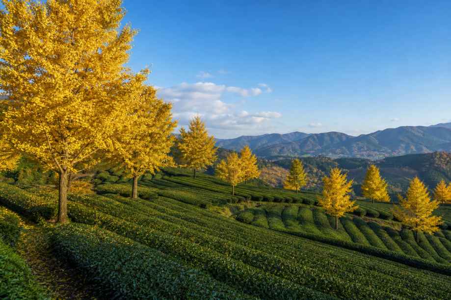 银杏与茶园秋色 茶园坡地 几株银杏 清新秋景 4K壁纸 - 唯爱图库
