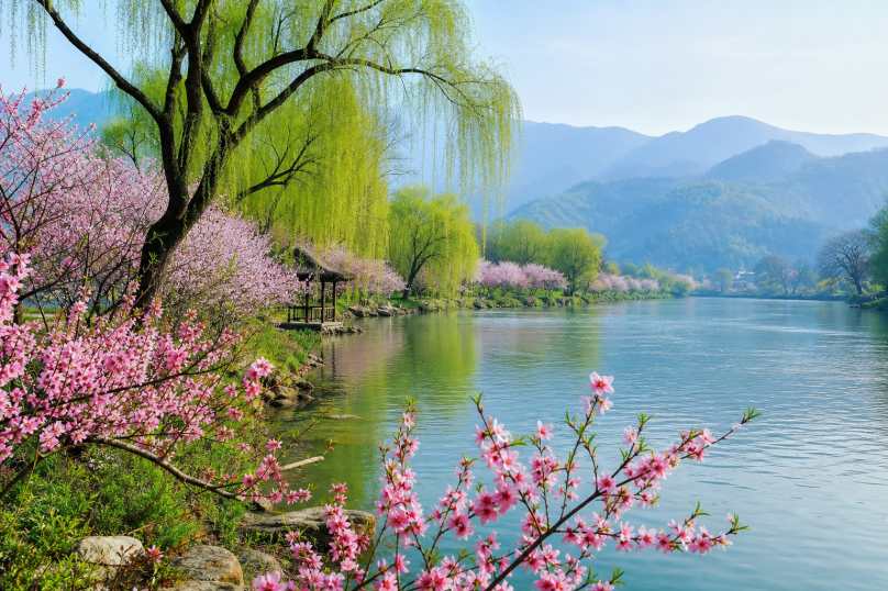 春日江畔花柳 柳树新绿 桃花盛开 江岸春景 4K壁纸 - 唯爱图库