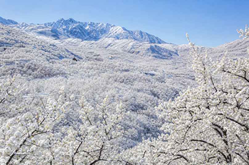 梨花海 千树万树梨花开 山间晴雪 纯净春日 4K壁纸 - 唯爱图库