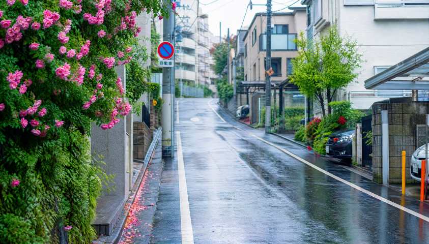 日系街巷雨后 湿润路面 行道繁花 清新都市 4K壁纸 - 唯爱图库