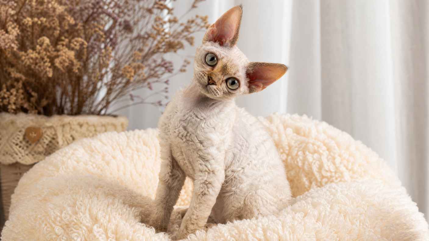 德文卷毛猫与毛绒坐垫 卷毛灵动 歪头张望 别致软萌 4K壁纸 - 唯爱图库
