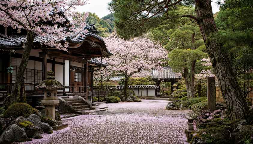 古寺春日庭院 松柏苍翠 落樱满地 禅意春日 4K壁纸 - 唯爱图库