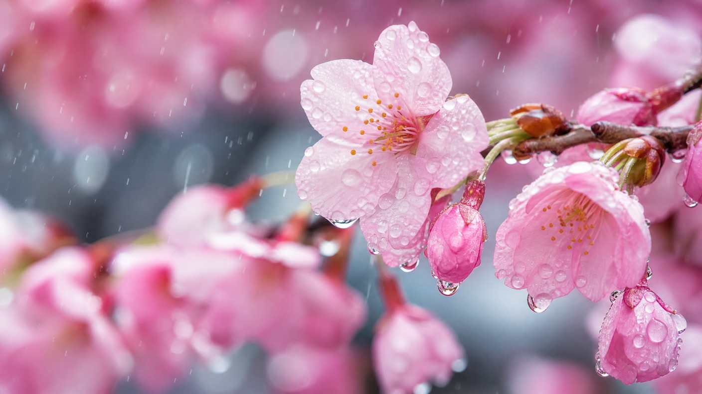 雨中的樱花，水滴，粉色花瓣，清新，微距 - 唯爱图库